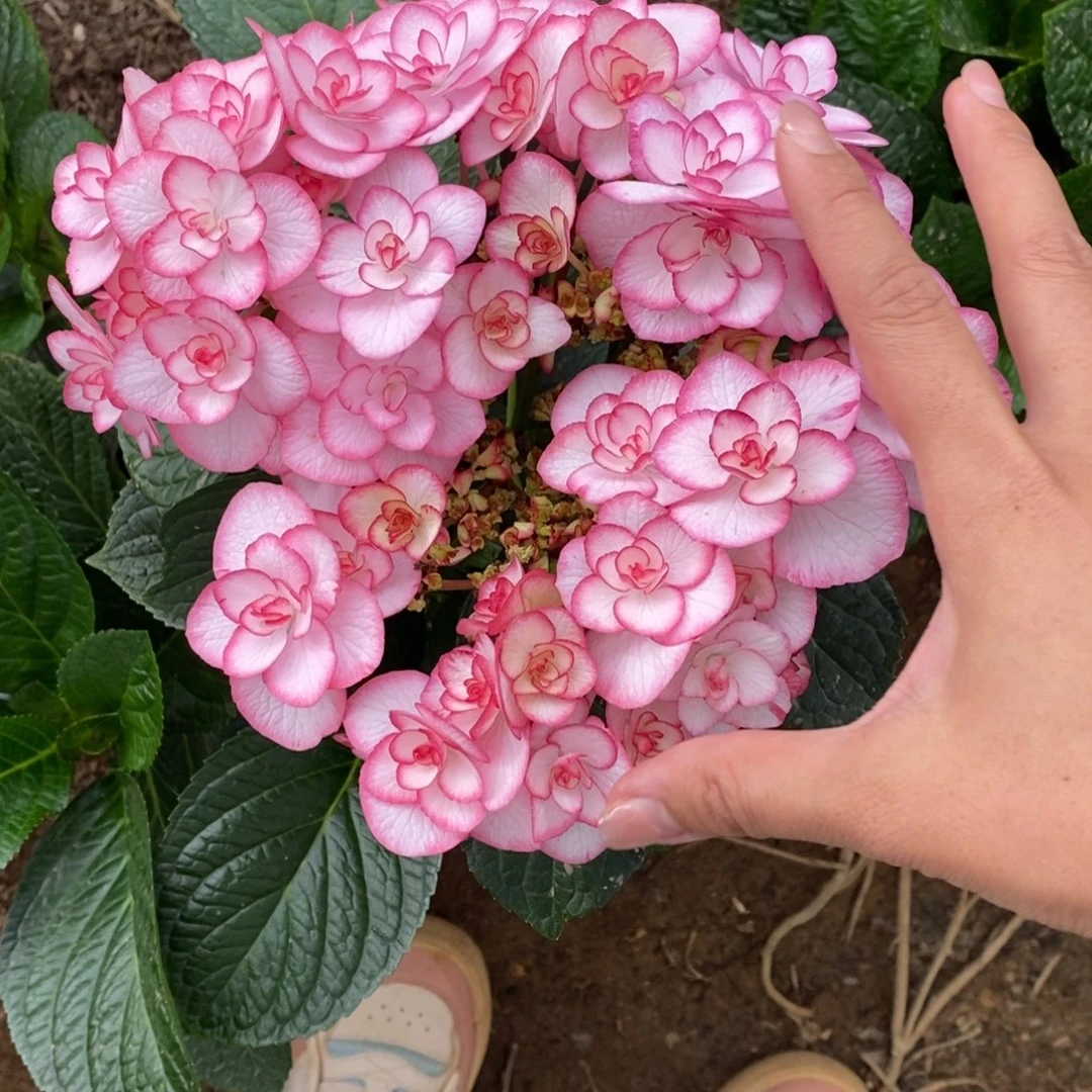 144号绣球/有色差介意勿拍/3单冷链包邮/偏远补15元运费发德邦