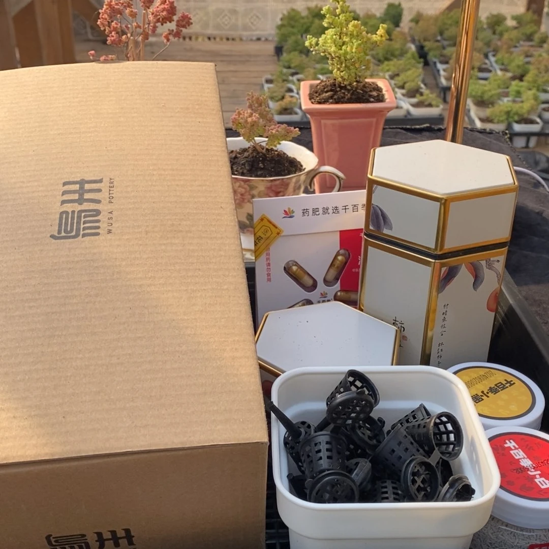 C****枝干番杏多肉植物843