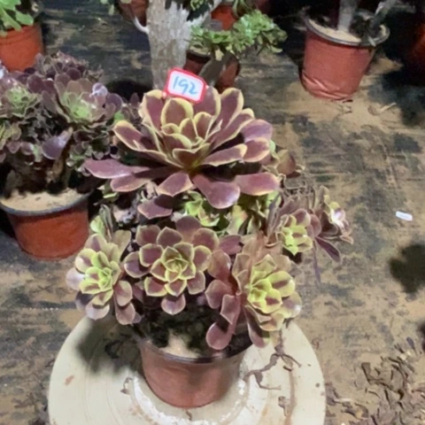 欧嘉莉捧花一物一拍