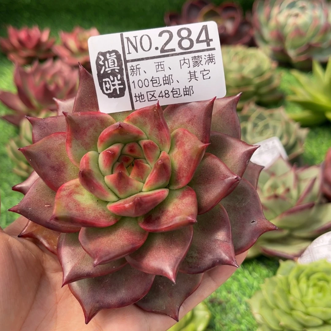 284………………………………菩萨