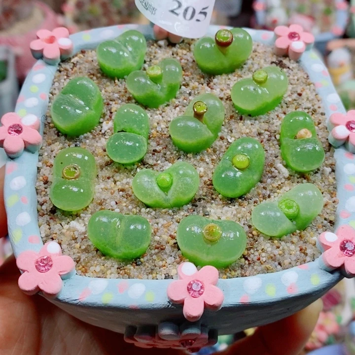 生石花花花花花花花205