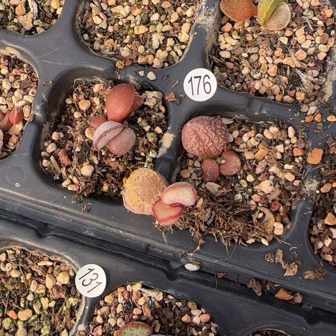 水泡组合多肉植物176