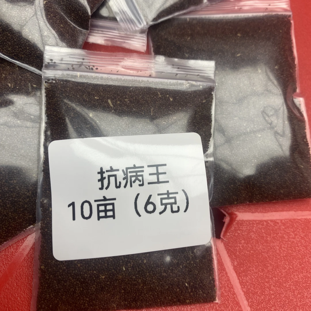 抗病王 散种   质量相当好