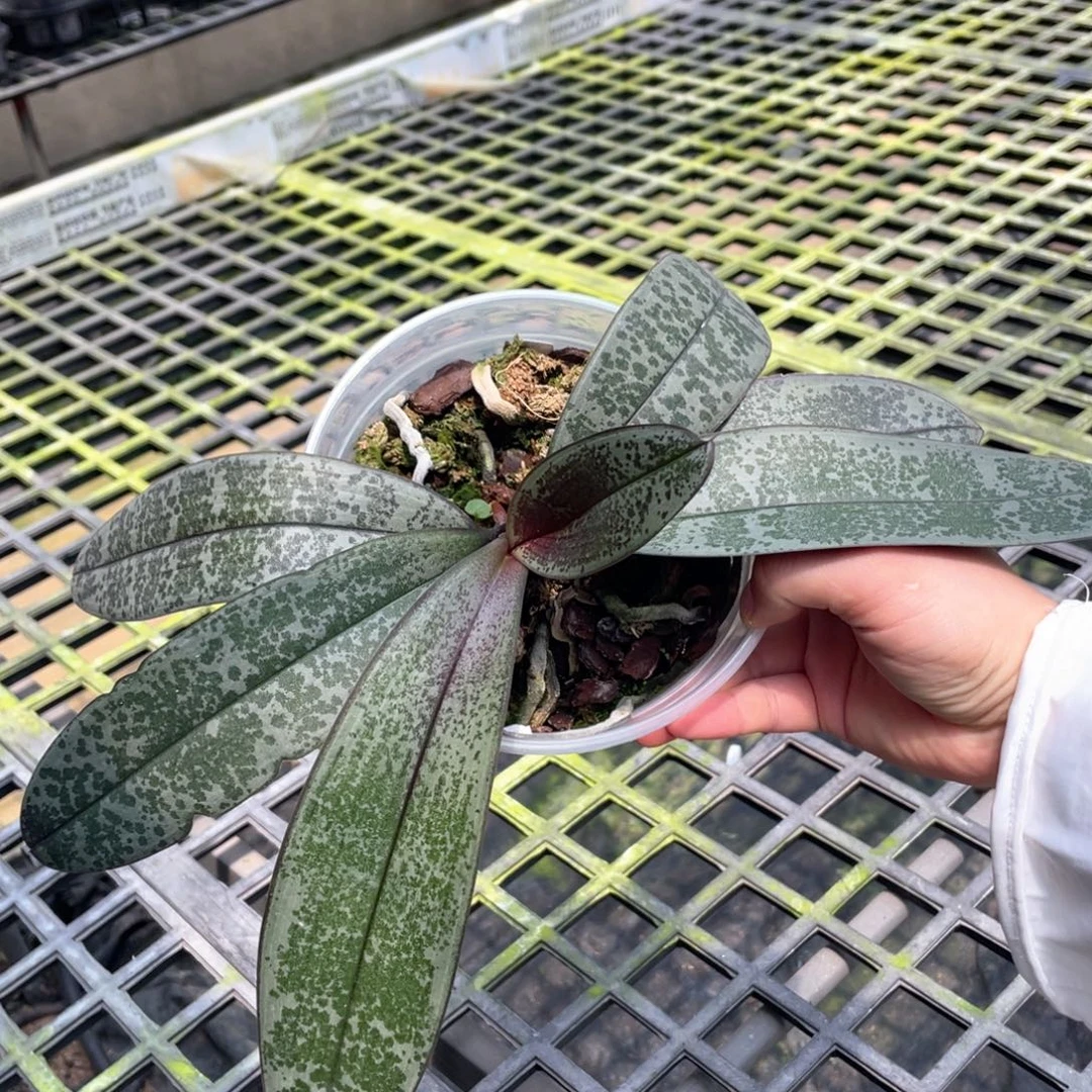 无花朵WJ西雷利兄弟交，有老化根