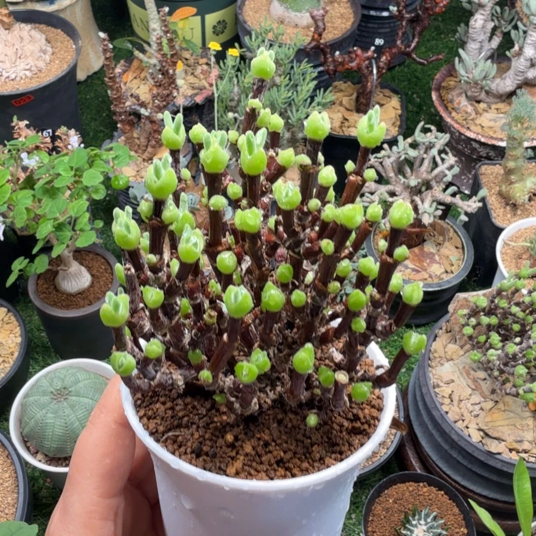 枝干兔子166仙人掌