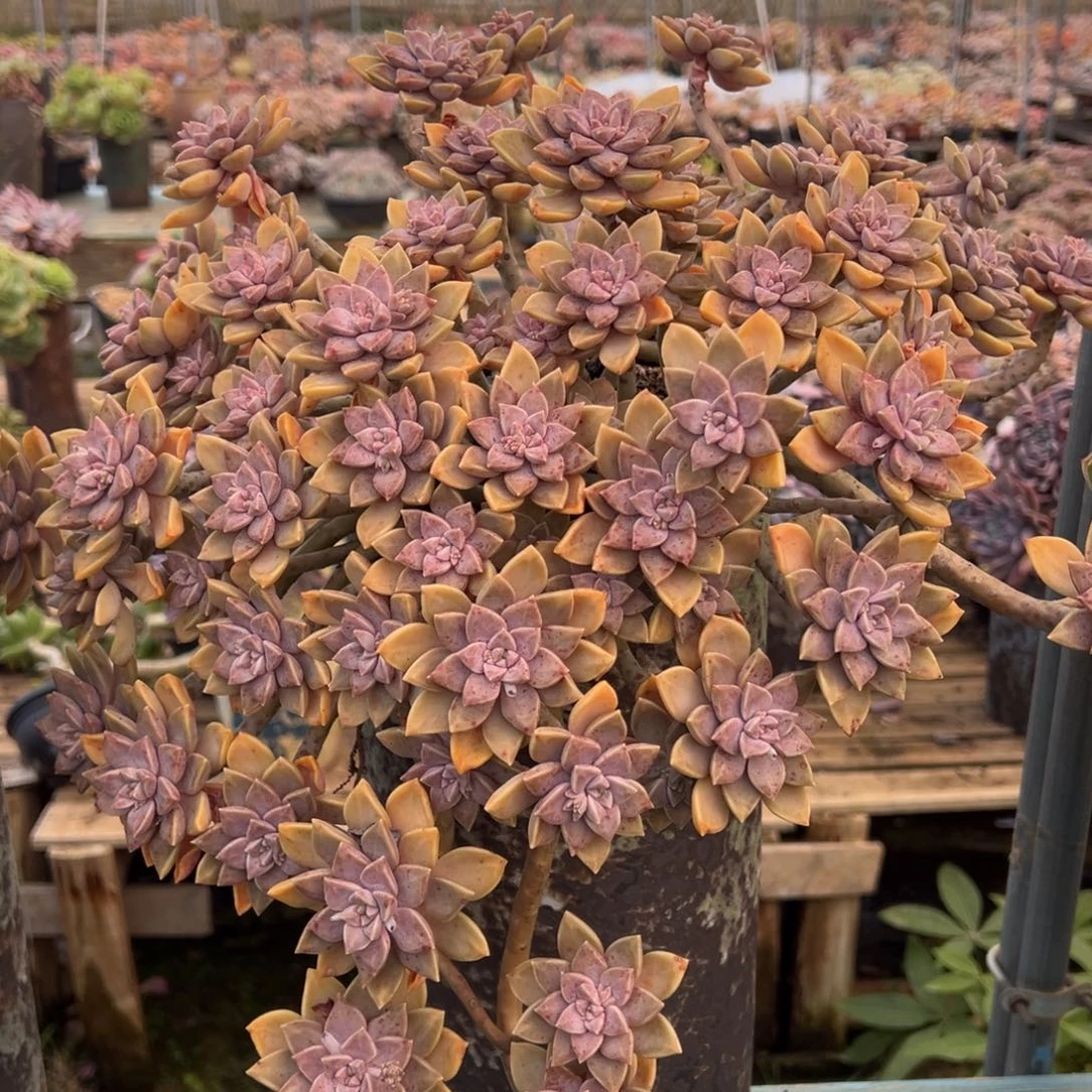 露养老桩悬崖阿伦培