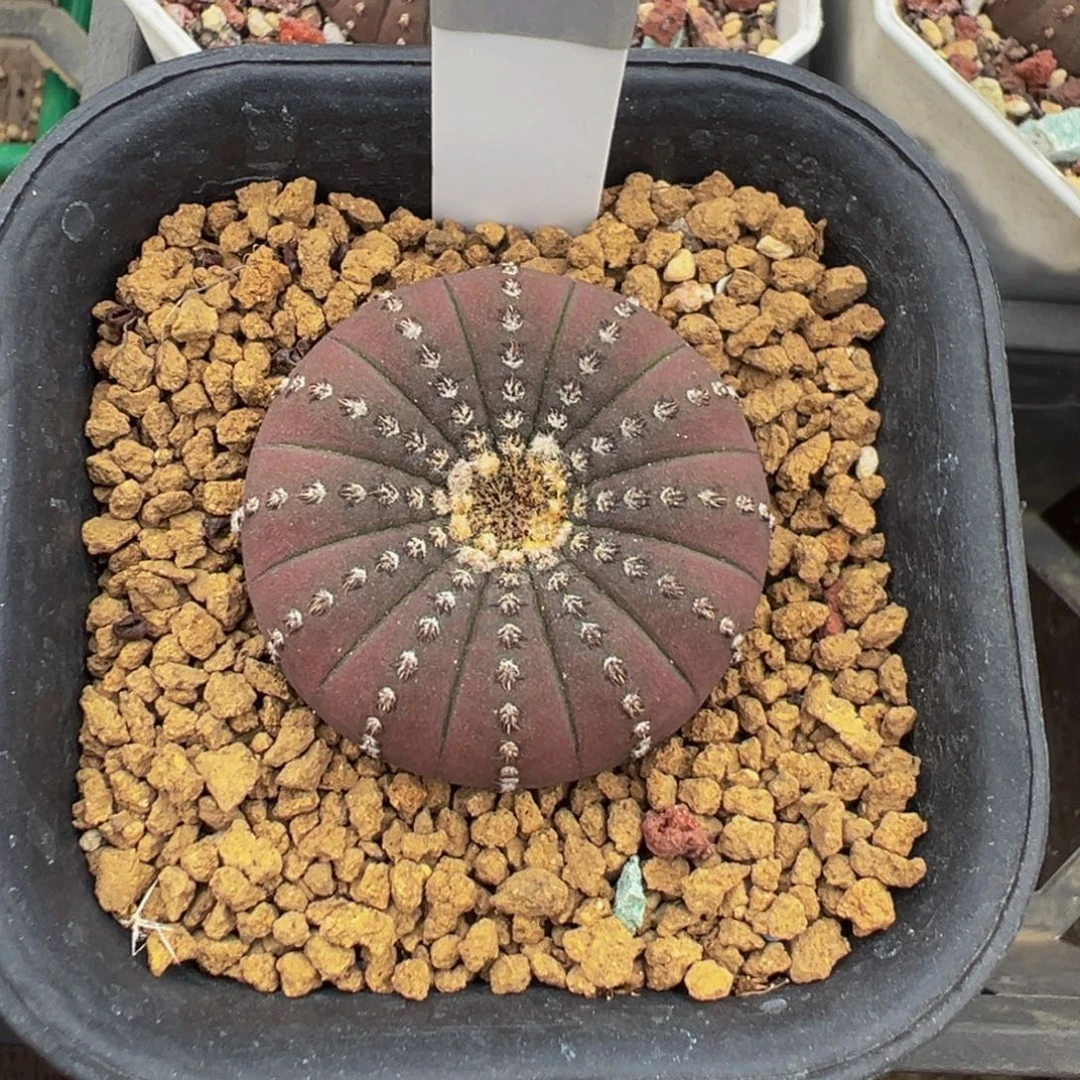 104实生根大型士童多肉植物带盆土