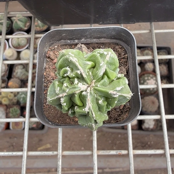 实生核桃单头3仙人球