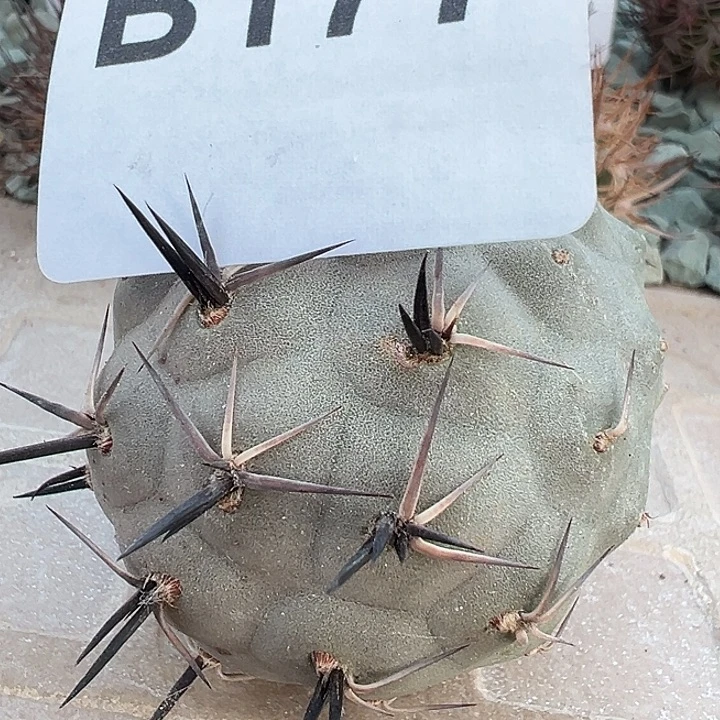 177。  黑螺纹刺习致野。一代侧。