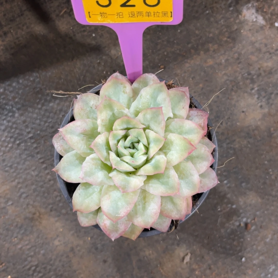 ℳ***香云尘多肉一物一拍