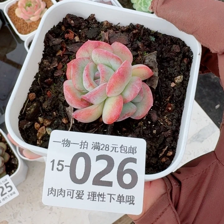 石化桔子冰无盆土发货多肉多