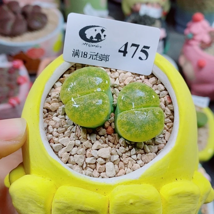 生石花花花花花花花花475