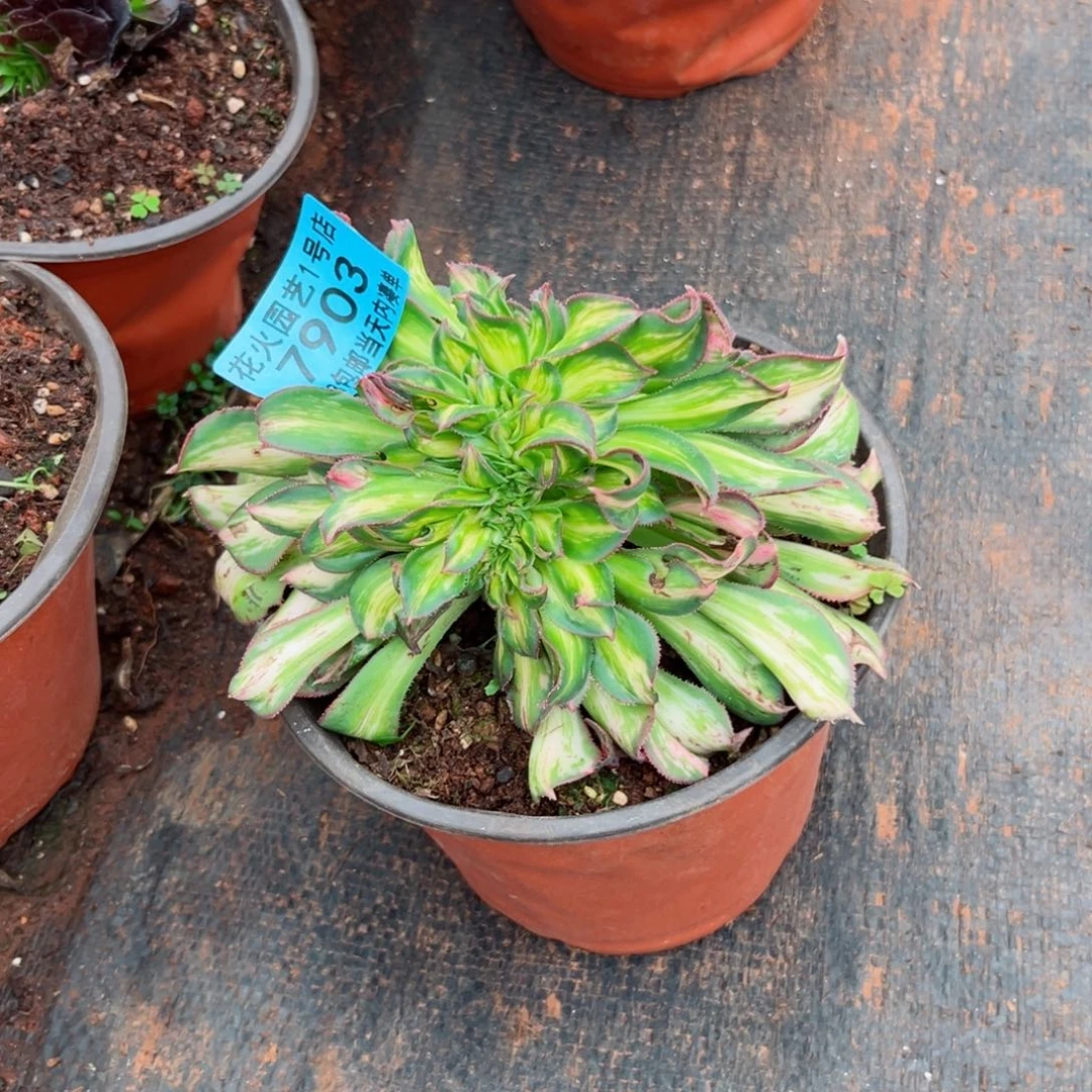 幻彩7903多肉植物