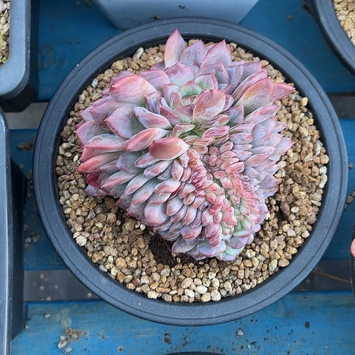 多肉植物一物一拍