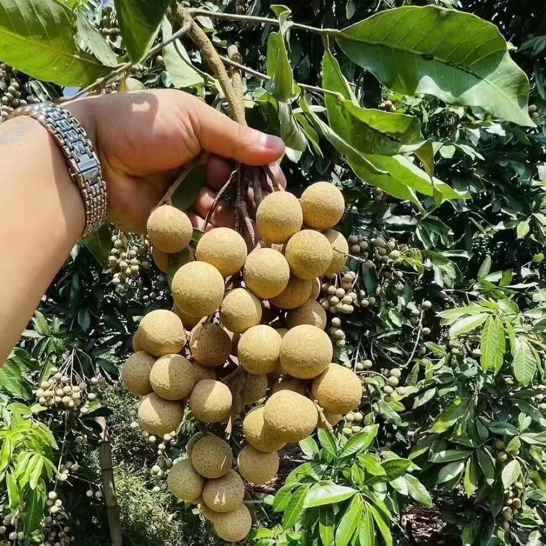 龙眼新鲜清甜多汁水果！每天新鲜采摘