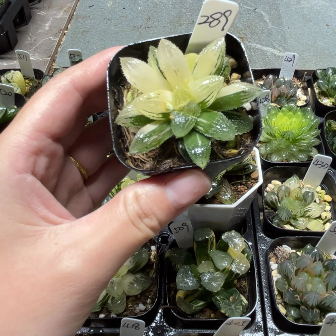 289魔刺寿锦一物一拍