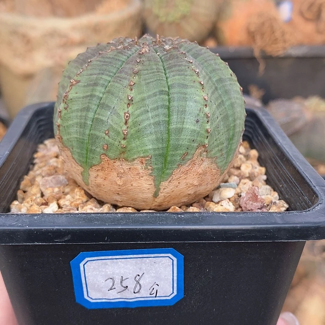 欧系实生布纹球多肉植物