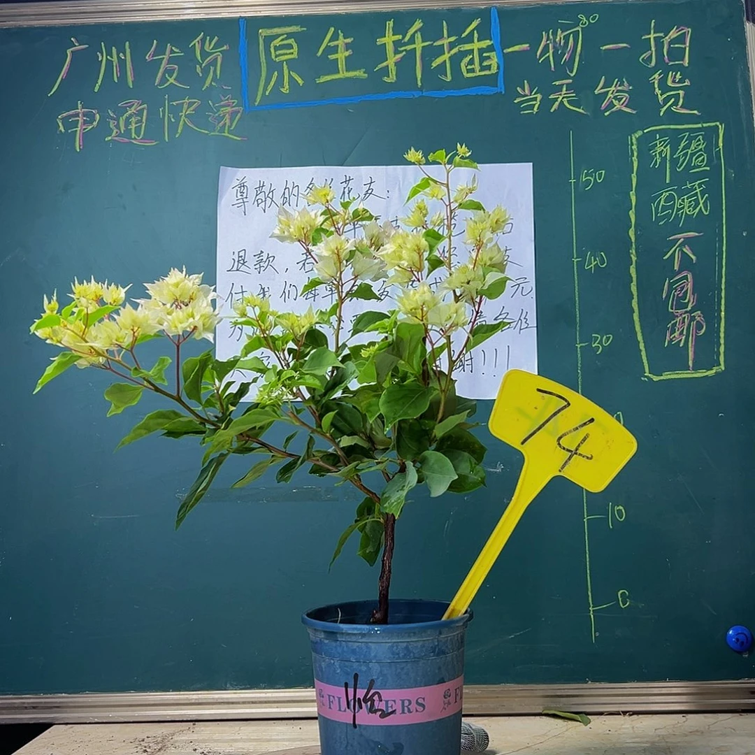 当前无花栽培后可以开花 怡锦 74