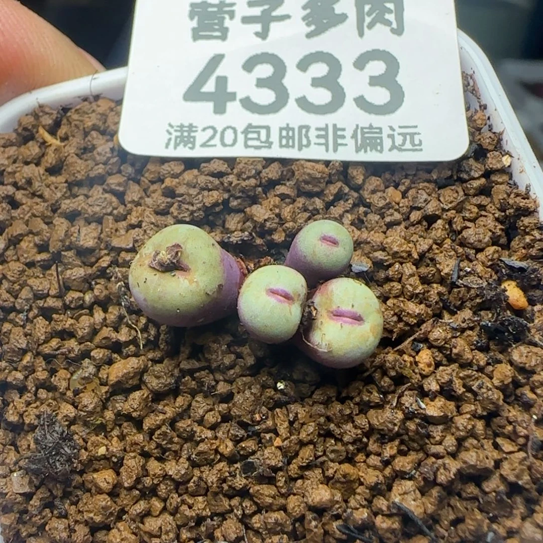 小红嘴4头脱土。