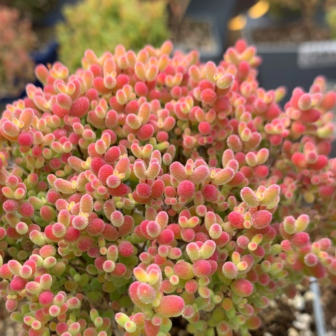 c559蜜橘糖球枝干番杏