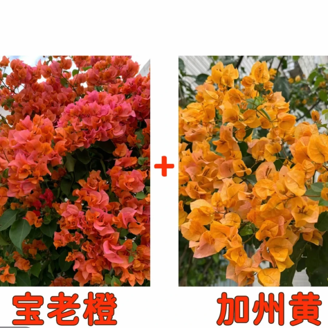 【宝老橙+加州黄金】到手2棵三角梅室内盆栽绿植基地清仓直邮