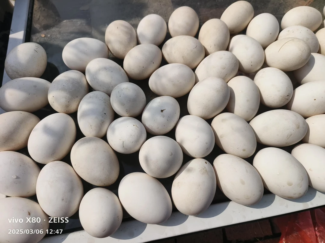 自产自销的鹅蛋，绿色健康，营养丰富，味道鲜美。