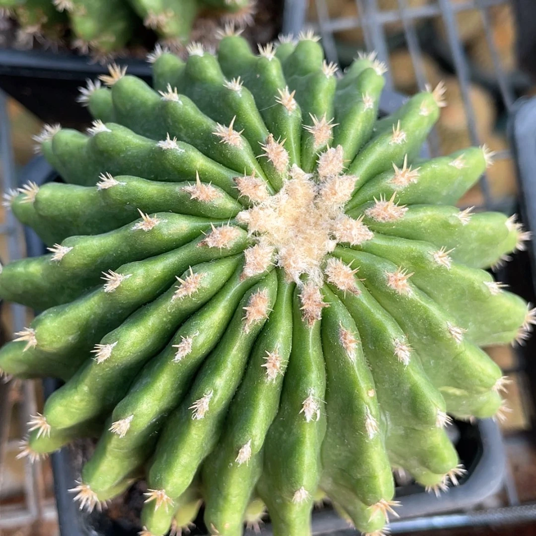 【闪购商品】裸虎仙人球