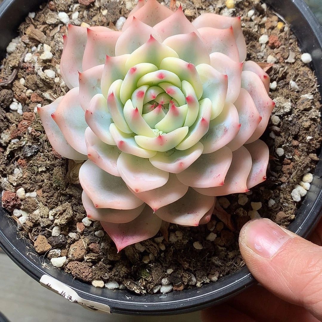 315吉娃娃锦多肉一颗9厘米