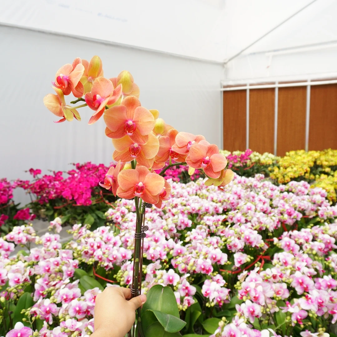 【金桔】室内 蝴蝶兰花开花株 四季好养护绿植叶片 养兰基地直发