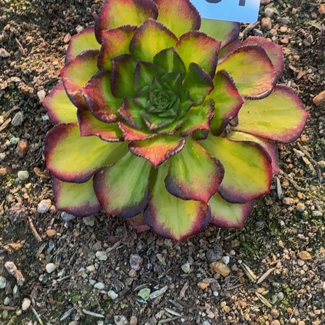 481海王七彩 多少钱