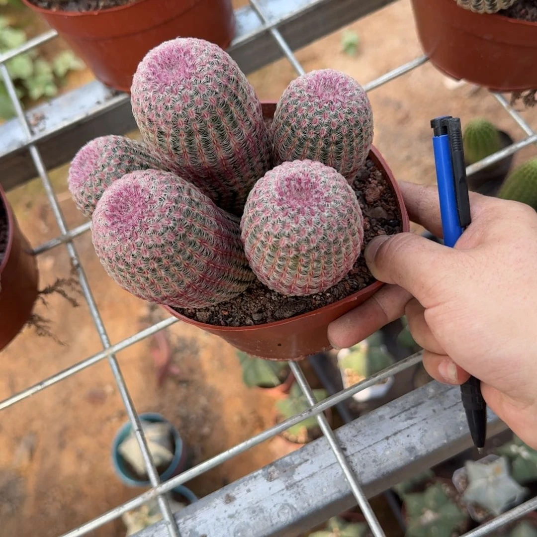 梁***噻啊可口可乐可口可乐