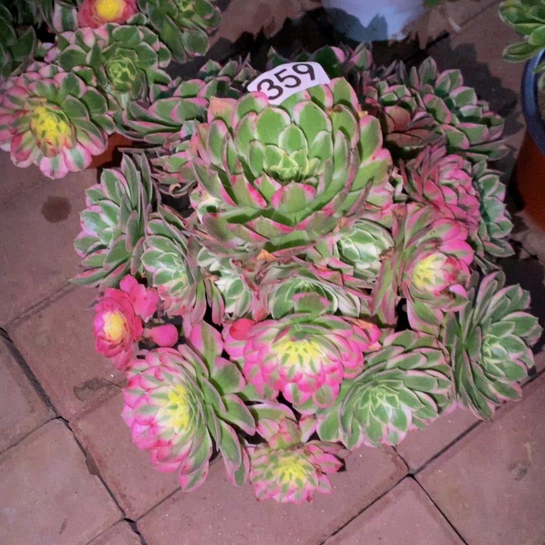 说***3无花朵海鲜3590000