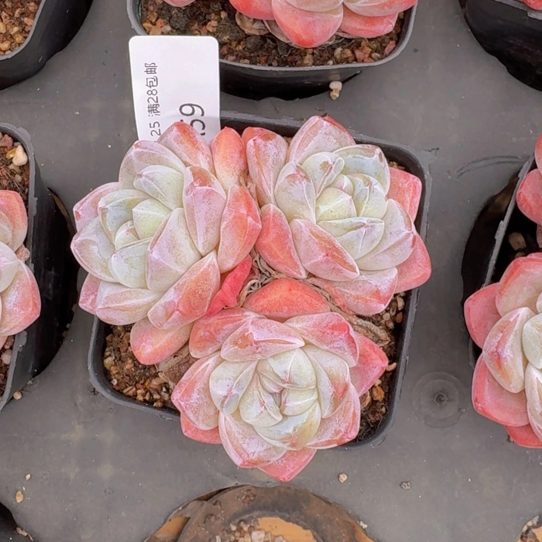 樱花粉冰玉3头一颗脱土发货
