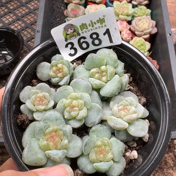 多肉植物多肉植物