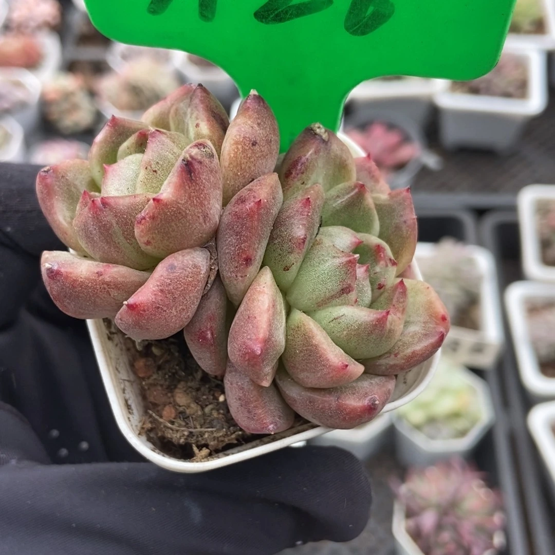 3126白玫瑰石化多肉植物