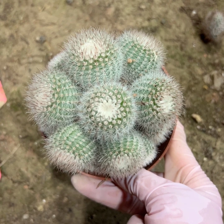 ****彭恭喜发财恭喜发财