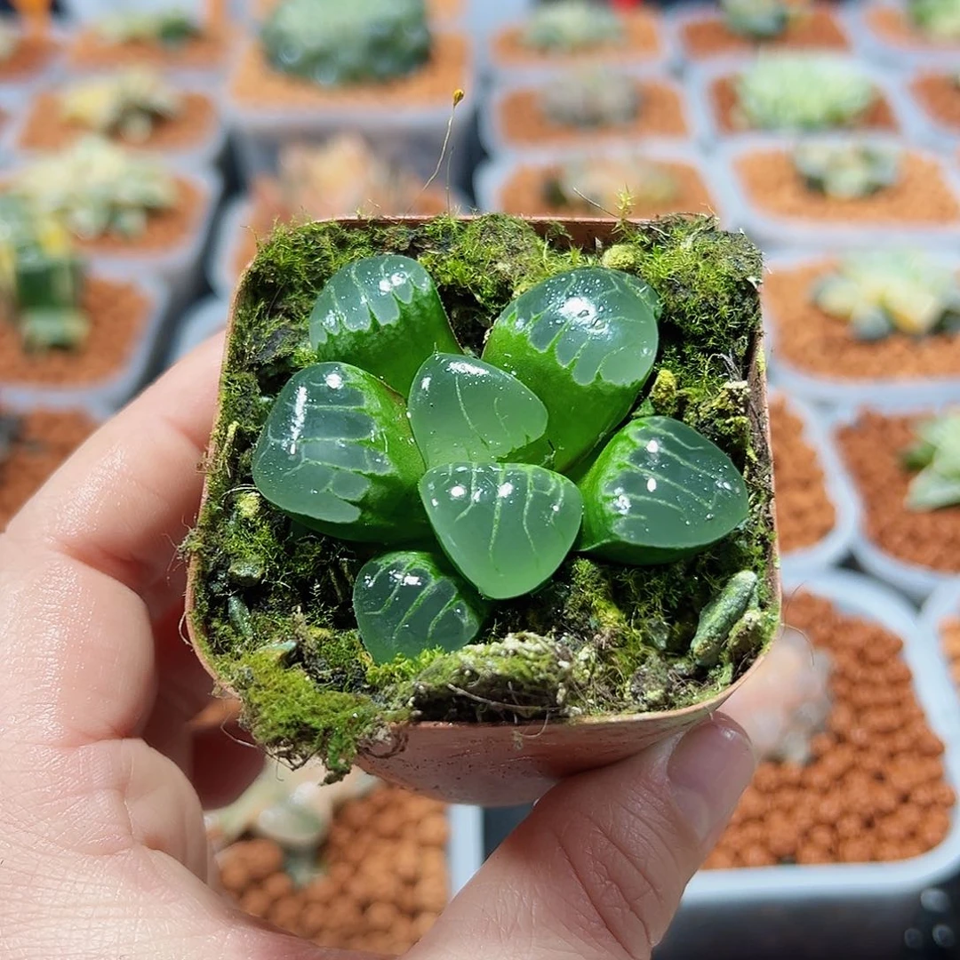 十二卷水晶葡萄克
