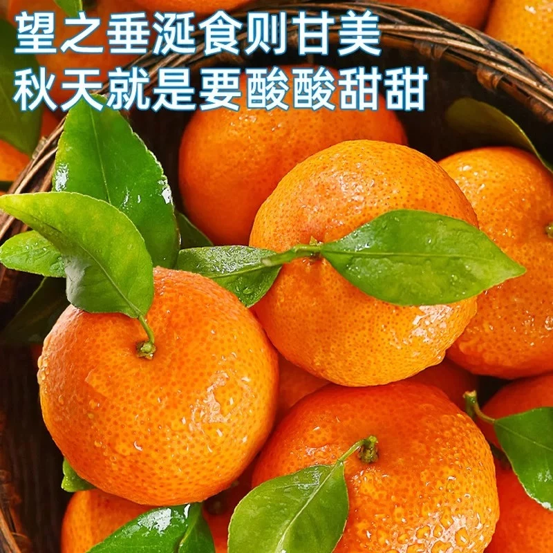 【顺丰包邮到家】正宗广西沙糖桔净重3.5斤装【好东西】