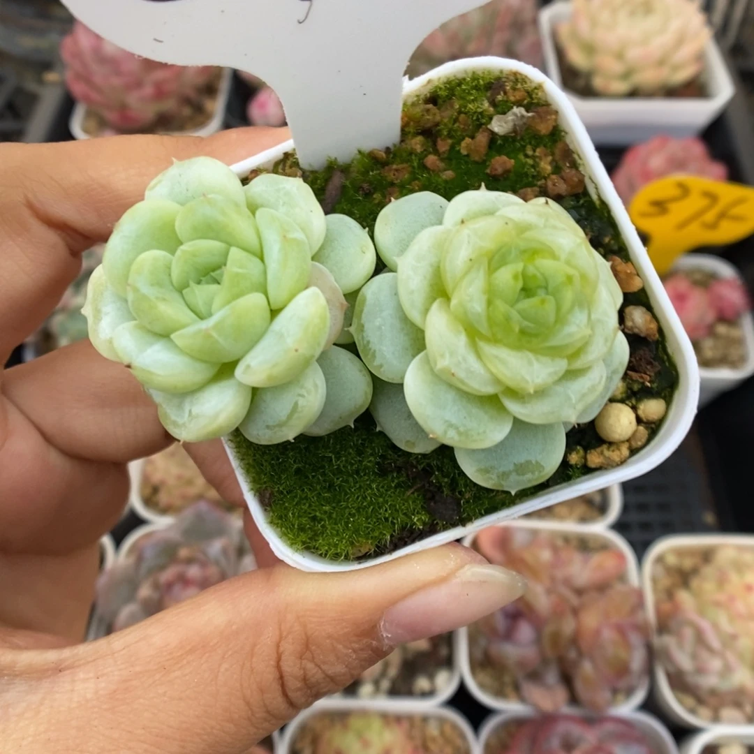 白晶体珍妮可拍570号。