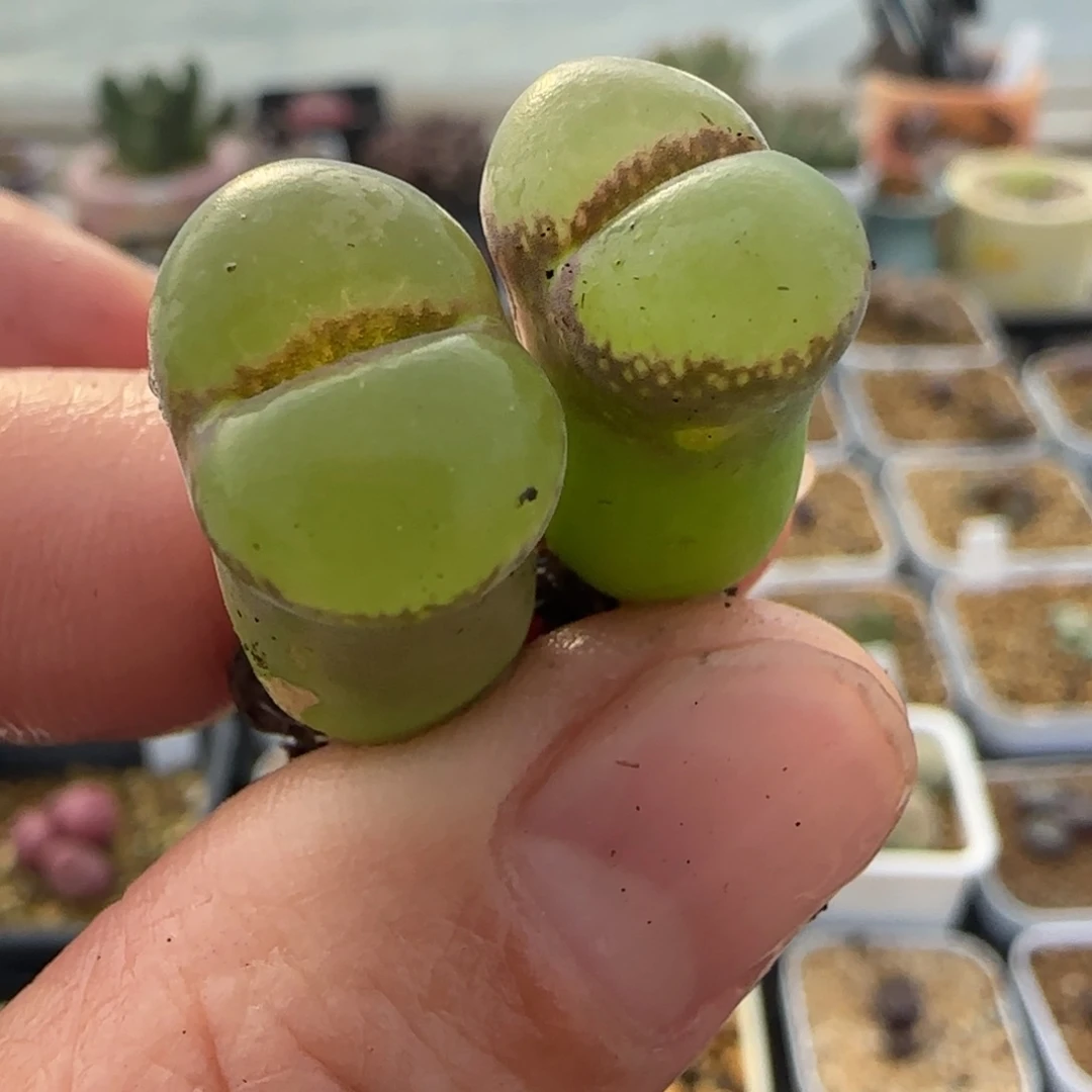 2.9号多肉粉红女郎一组46号