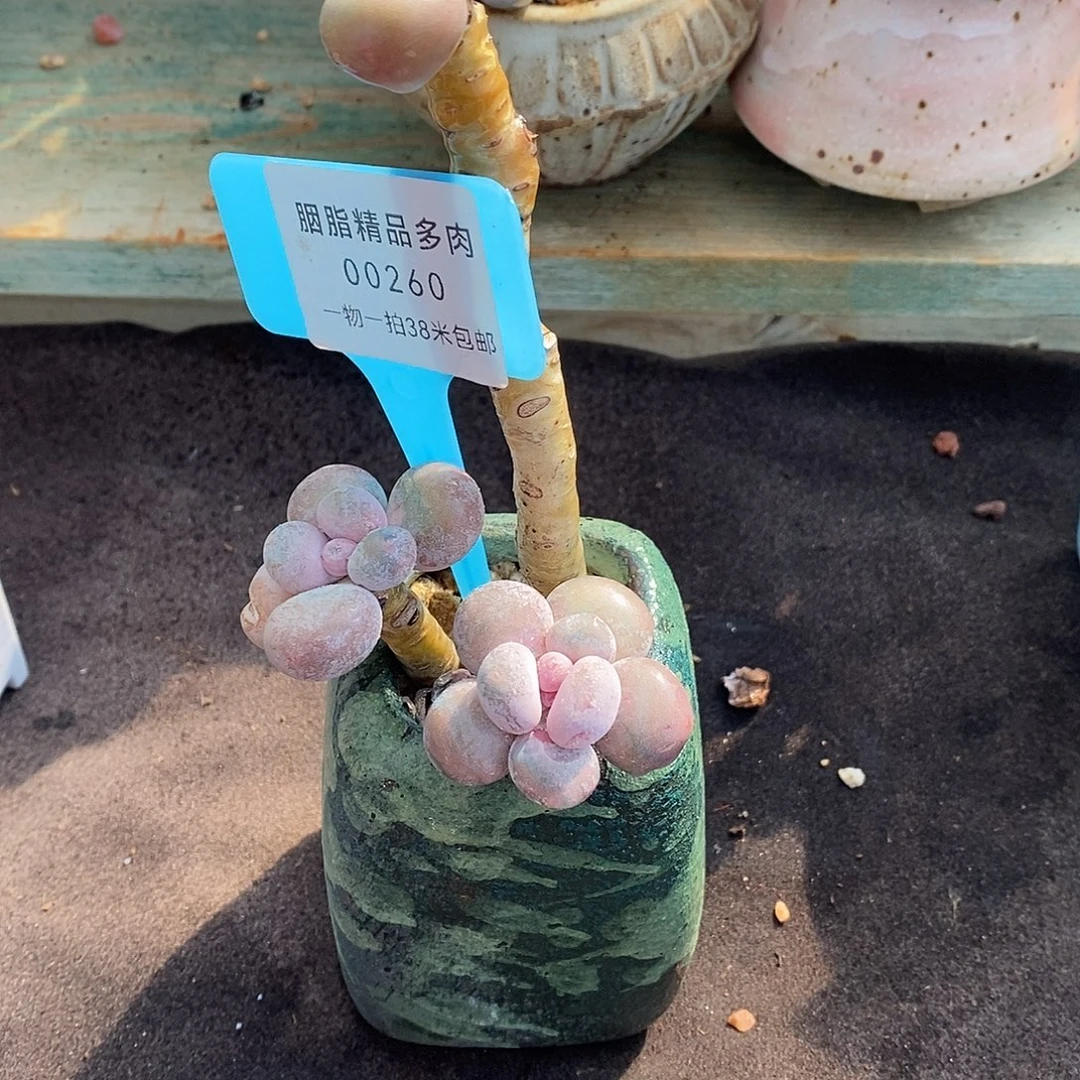 260楼烧烤咯偶我呢