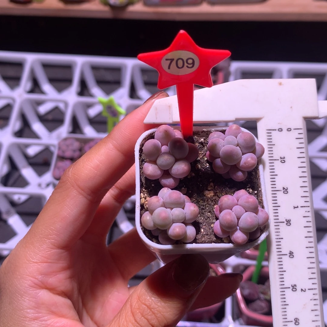 709 樱花奶 精品奶酪多肉