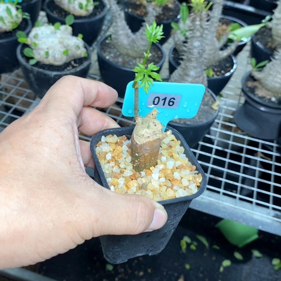 枫叶苦瓜多肉植物