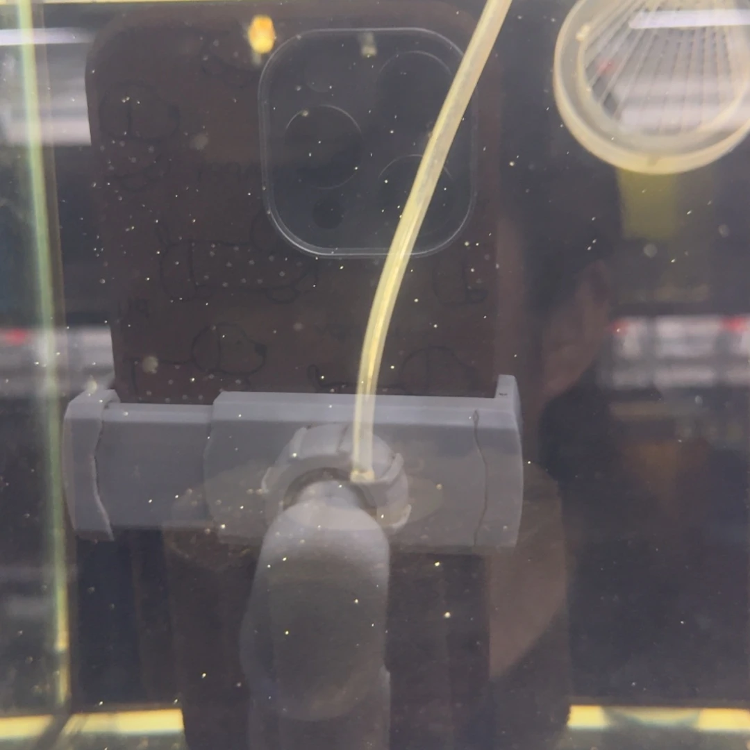 吞***雨孔雀鱼雪花球孔雀鱼1对