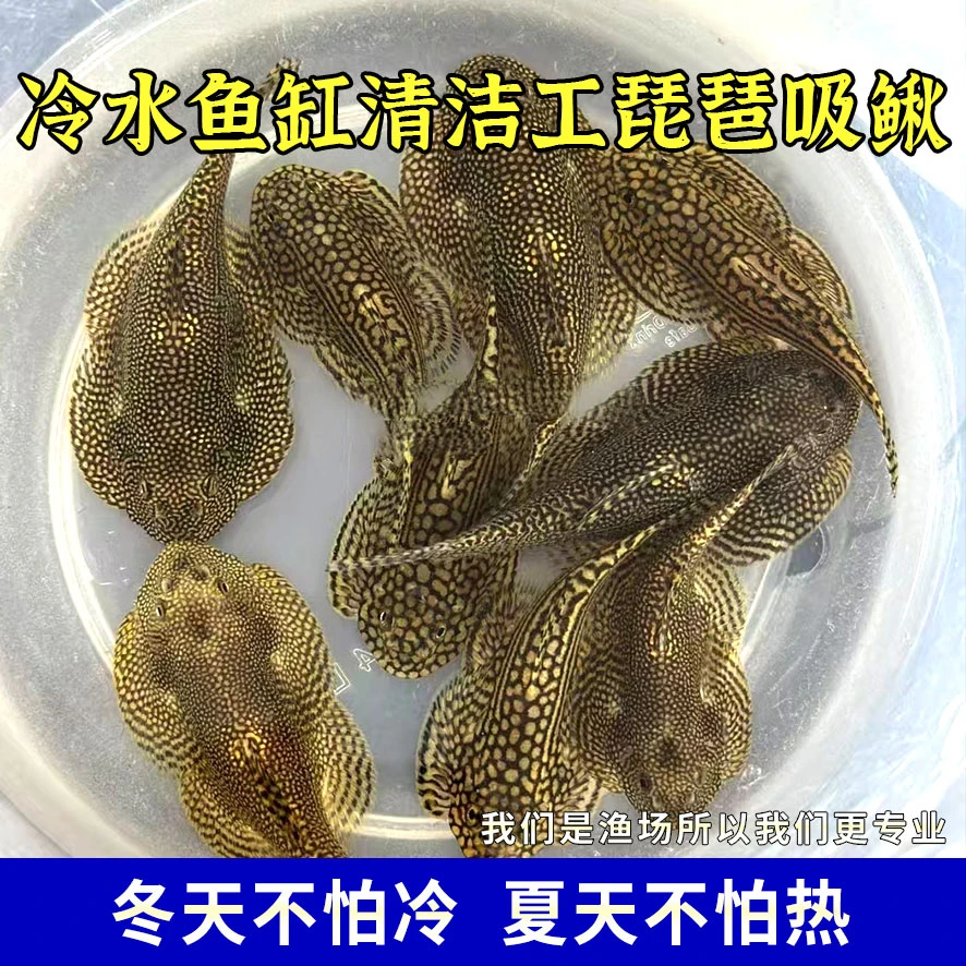 琵琶鱼大鳅吸鳅原生鱼冷水鱼除藻鱼观赏鱼双盘吸鳅不加温