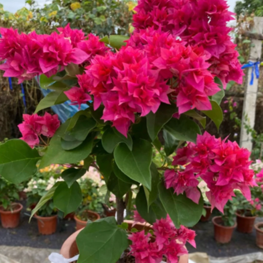 大苗（重瓣红）三角梅四季开花阳台花卉掉花掉叶介意慎拍