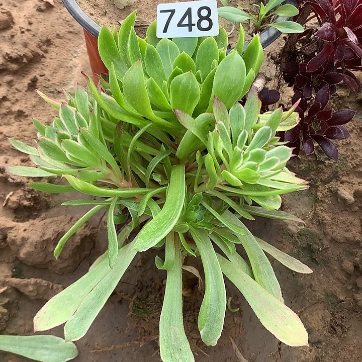 丰****n748花脸粉黛多肉植物2