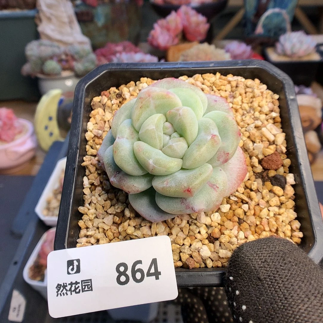 864冰玉石化多肉植物