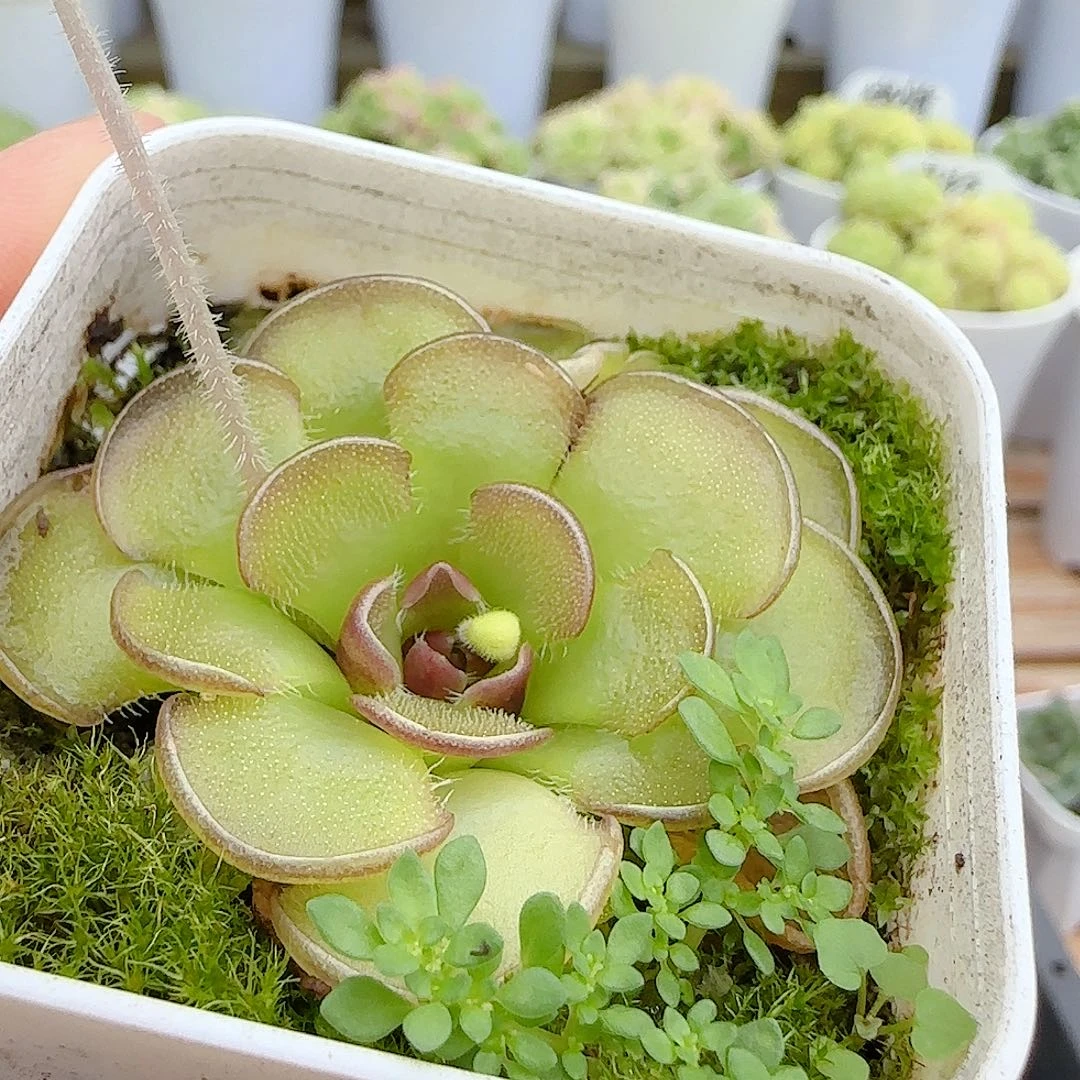 【闪购商品】0622-108近藤