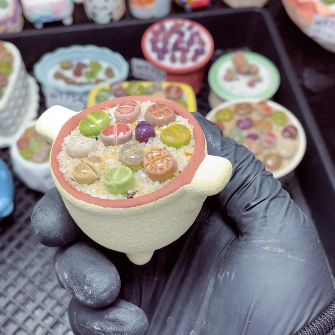 w1764--带盆土发货，零下地区拍保温箱